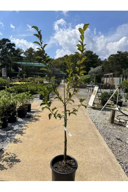 Слива Флавор Квін в контейнері